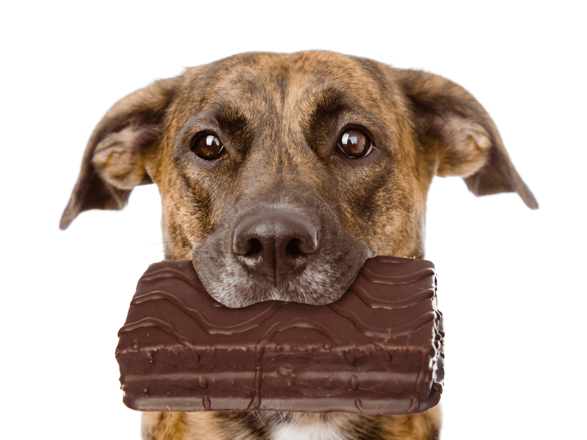 犬にとってチョコレートは危険物！？食べてしまった時の症状と対処法