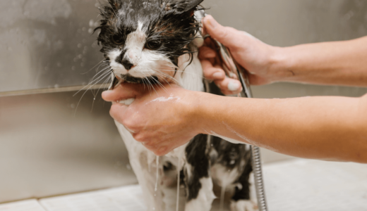 猫にシャンプーは必要？正しいお風呂の入れ方と嫌がる場合の対策
