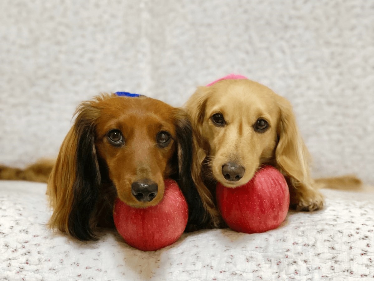 犬にりんごはあげてもいいの 適切な量や注意点をチェック Poppet ポペット ペット大好き