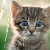 切らないで!猫のひげが持つ役割とご利益