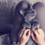 猫が体を「すりすり」してくる！その愛すべき理由とは？しつこい時の対処法はある？