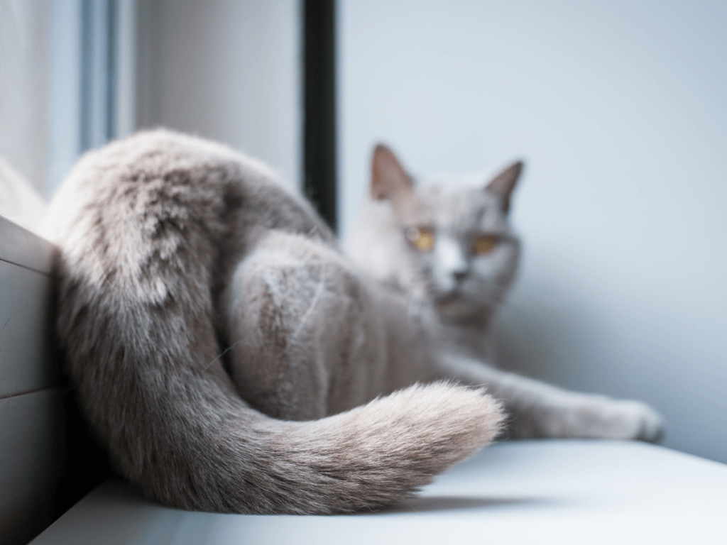 猫の去勢手術とは 性別ごとのベストな時期や手術の注意点などを解説 Poppet ポペット ペット大好き