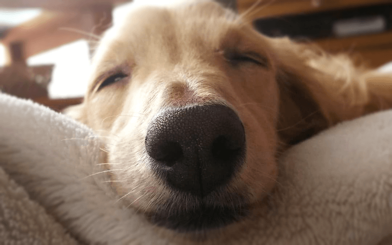 犬 睡眠時間