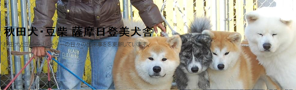 海外でも人気の秋田犬！秋田犬の魅力を綴るブログに大注目！
