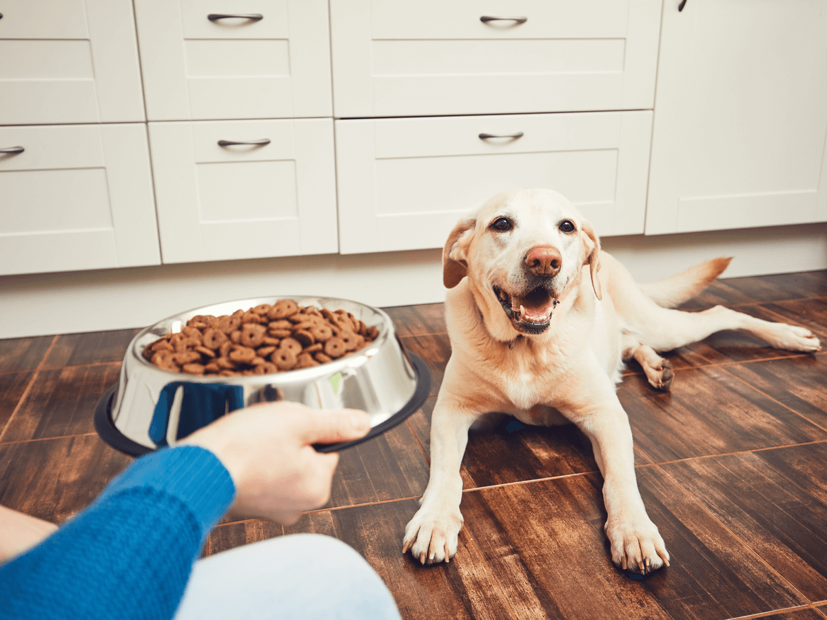 犬のための食器「フードボウル」はどんなものがあるの？