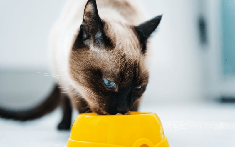 猫のフードボウルを選ぶポイントとおすすめの猫食器◯選