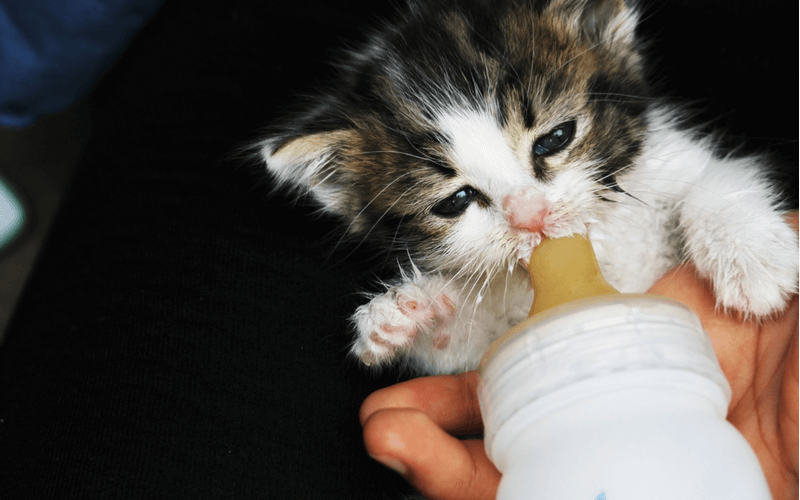 子猫へミルクをあげるとき　用意するものや注意すべき点　離乳までを解説