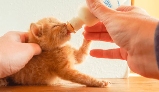 子猫用ミルクおすすめ5選！適切な量・温度など正しい飲ませ方や嫌がる原因を徹底解説