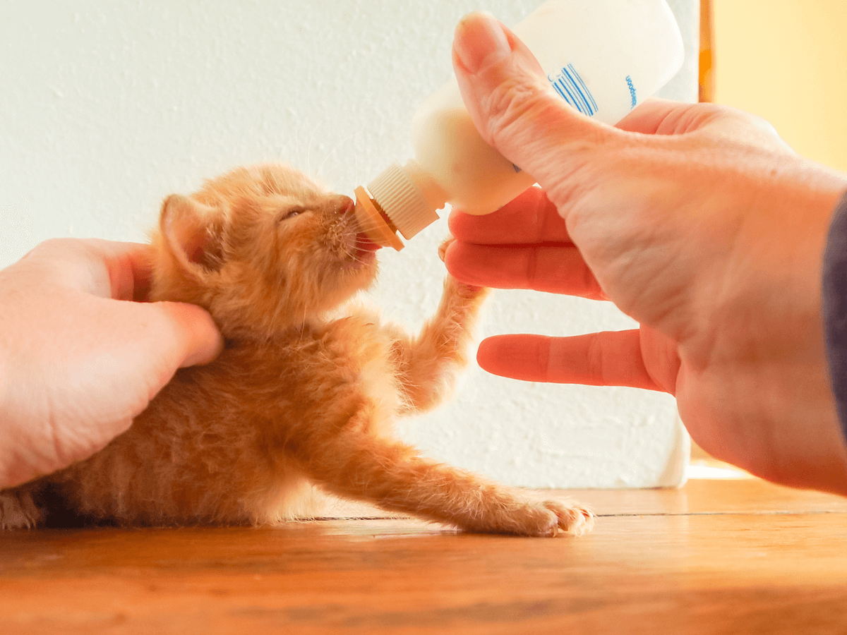 子猫へミルクをあげるとき　用意するものや注意すべき点　離乳までを解説
