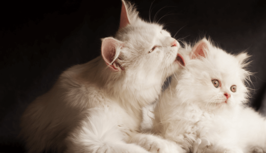 猫が毛玉を吐く本当の理由とは？吐けない場合の対策などの知識を知っておこう！
