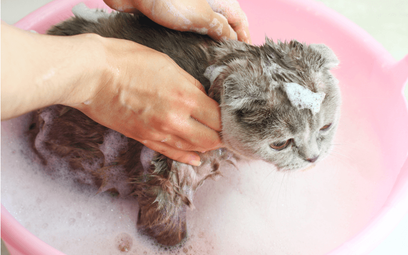 猫の抜け毛の原因3つと抜け毛対策　抜け毛をそのままにしておくと猫の健康を害することも！