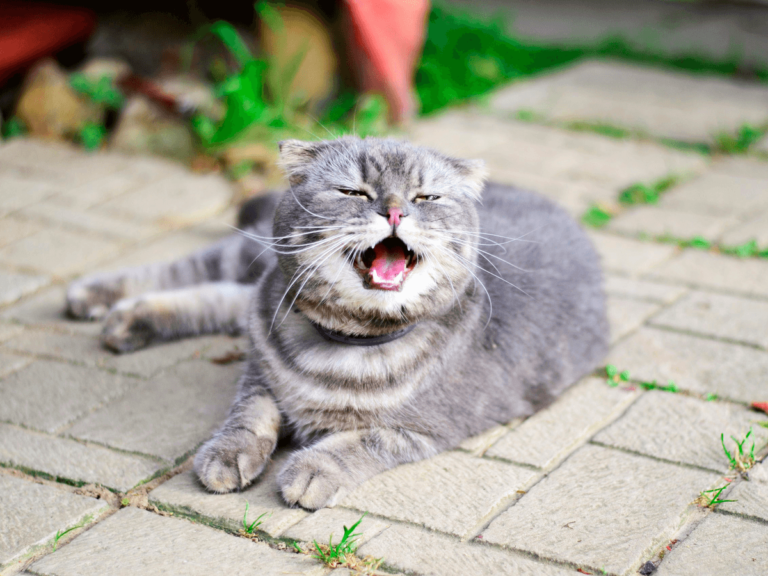 猫がくしゃみをするのはなぜですか?