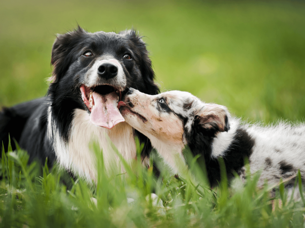 犬の発情期はオスとメスで違う 発情のメカニズムと行動 飼い主の注意点とは Poppet ポペット ペット大好き