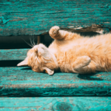 猫の仕草で気持ちがわかる!?しっぽやひげが示す意味とは
