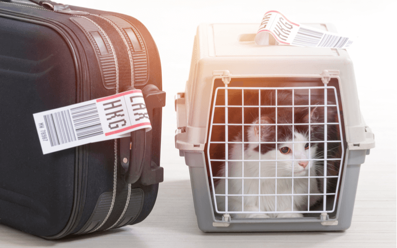 旅行に行くとき飼い猫はどうしたらいいの？
