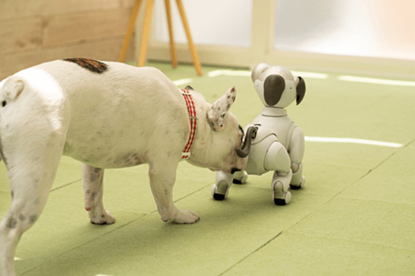 犬型ロボットと犬の共生