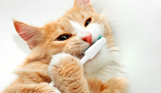 猫も歯磨きが必要な理由！その方法とコツを伝授