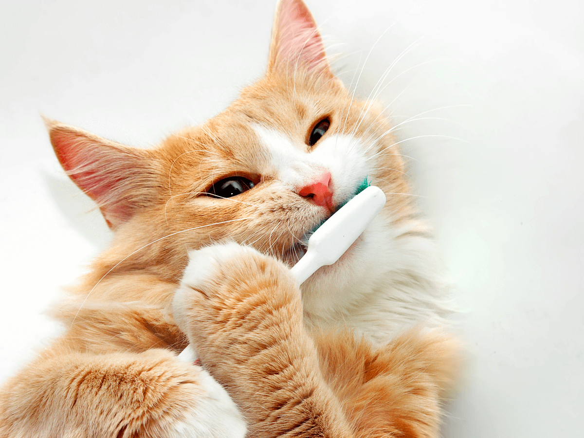猫も歯磨きが必要‼その方法とコツを紹介