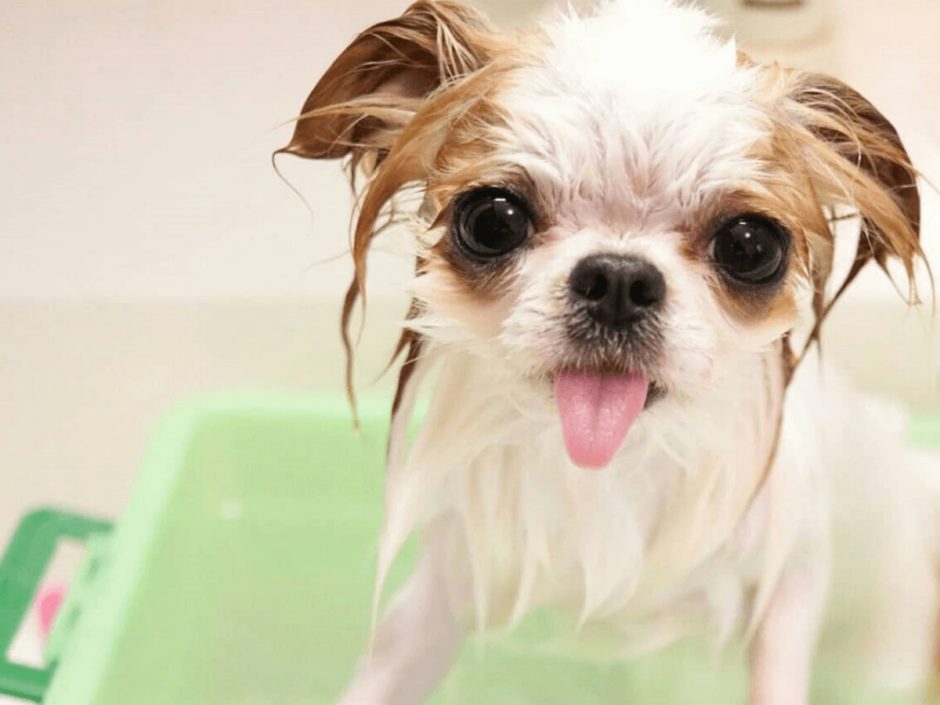 愛犬のシャンプーはいつからしていいの？洗い方のコツや注意したい温度とシャンプーの選び方