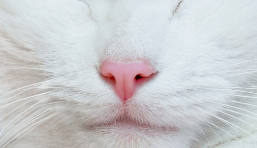 猫の鼻は健康のバロメーター！その役割としっとり濡れている理由とは