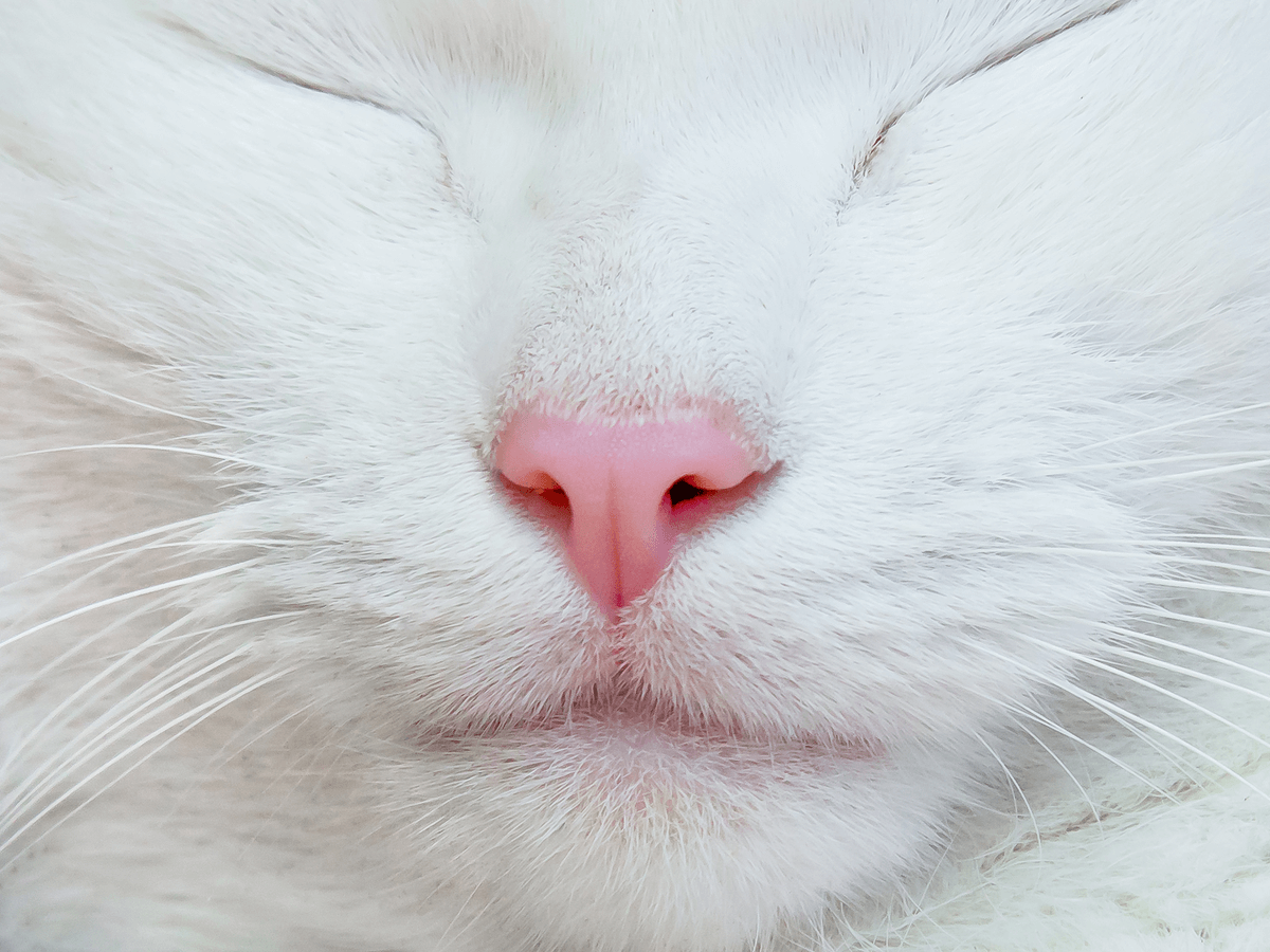 猫の鼻は健康のバロメーター　猫の鼻でわかることと鼻チューの意味とは