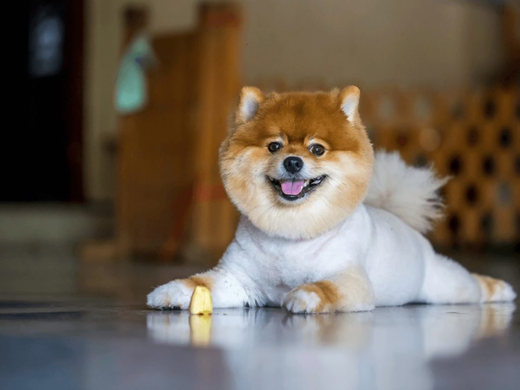 柴犬カットはポメラニアンだけのものじゃない 失敗しないために注意するべき3点と気になる値段とは Poppet ポペット ペット大好き