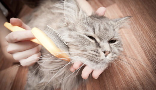 猫のふわふわの毛並を保つためにできることと毛並をよくするために必要な栄養素