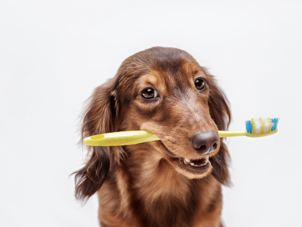 犬の歯磨きって必要!?磨く頻度や嫌がらない方法を徹底解説!