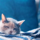 猫の睡眠時間はなぜ長いの？猫の睡眠の種類と質の良い睡眠をとらせるためにできること