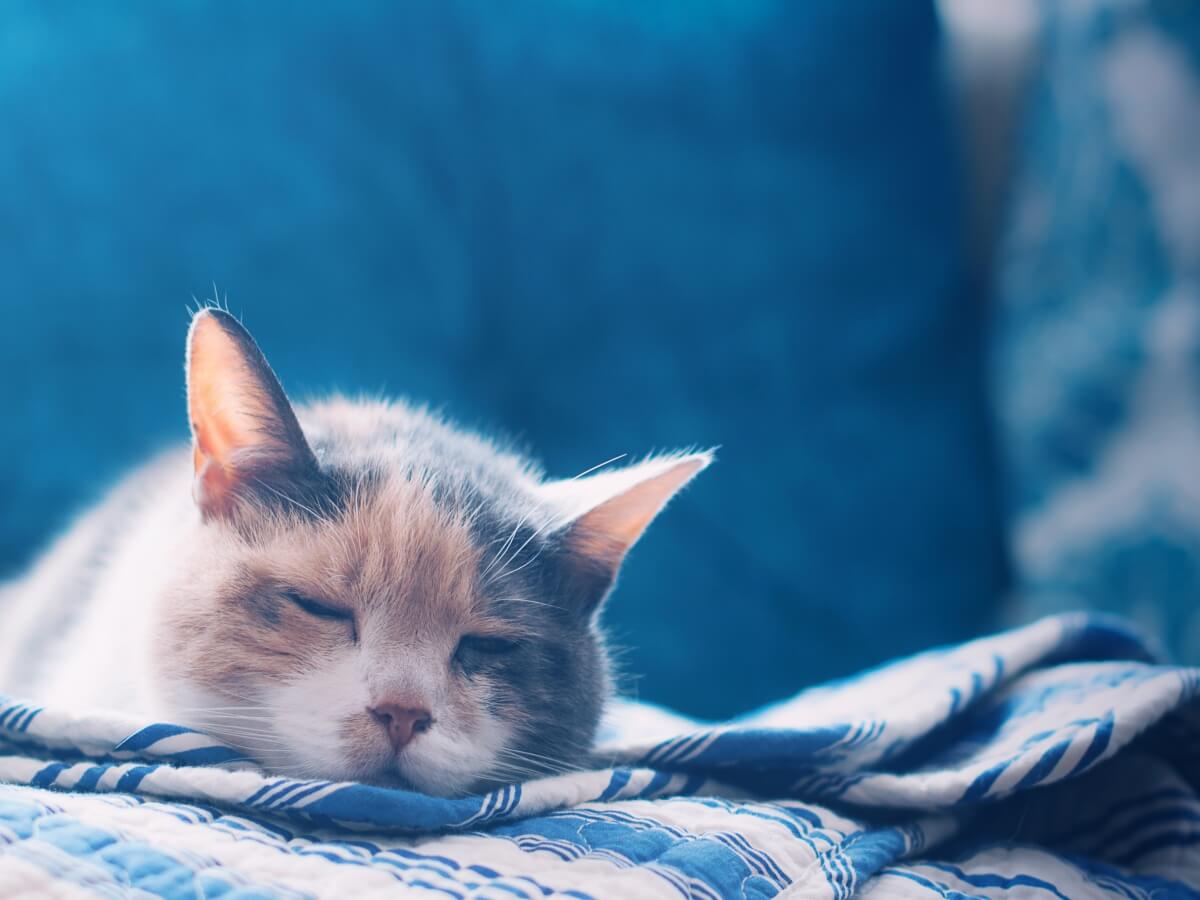 猫の睡眠時間はなぜ長いの？猫の睡眠の種類と質の良い睡眠をとらせるためにできること