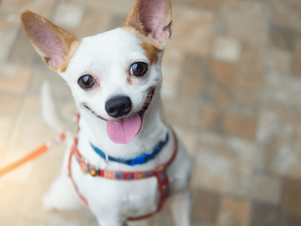 犬の生理は期間が決まっている 始まったときに注意すること7つとおすすめ用品7選 Poppet ポペット ペット大好き