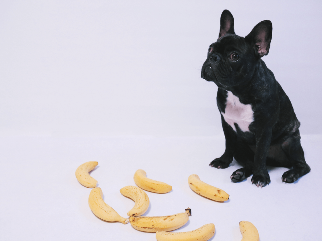 犬はバナナの実や皮を食べても大丈夫 与える量とおすすめ商品10選 Poppet ポペット ペット大好き