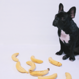 犬はバナナを食べても大丈夫？与える際の注意とおすすめの食べ方5選