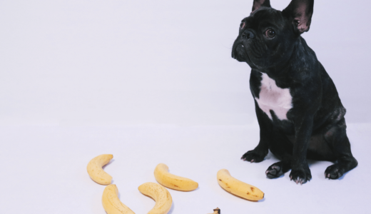 犬はバナナの実や皮を食べても大丈夫？与える量とおすすめ商品10選！