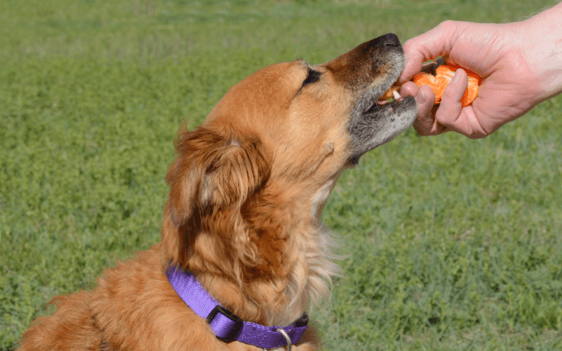犬が柑橘類を食べても大丈夫！柑橘類の効果と、与える際の注意点3つ