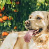 犬が柑橘類を食べても大丈夫！柑橘類の効果と、与える際の注意点3つ