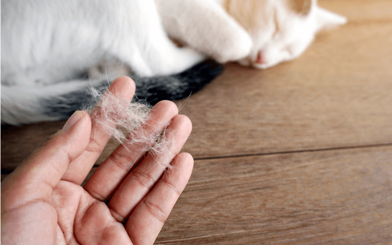 猫といるとアレルギー症状が出る原因と対処法
