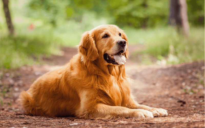 飼いやすい犬種はこれ！大型犬の特徴とおすすめしたい犬種20選！