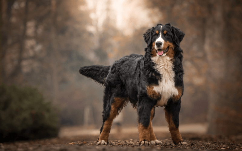 飼いやすい犬種はこれ！大型犬の特徴とおすすめしたい犬種20選！