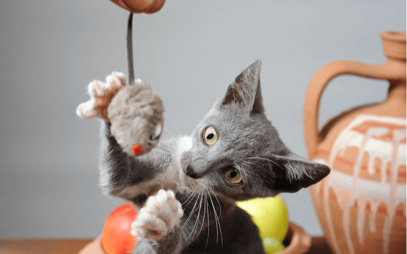 猫と遊びたい！猫のおもちゃを選ぶポイントと遊び方7選