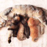 猫の出産の時期、場所、時間は？猫が安心して出産するために飼い主ができること
