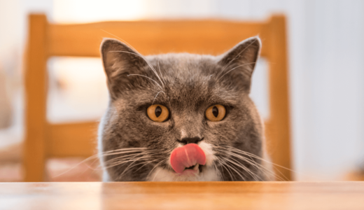猫の尿路トラブル予防になる「メディファス」！さらに美味しい健康フードになって登場
