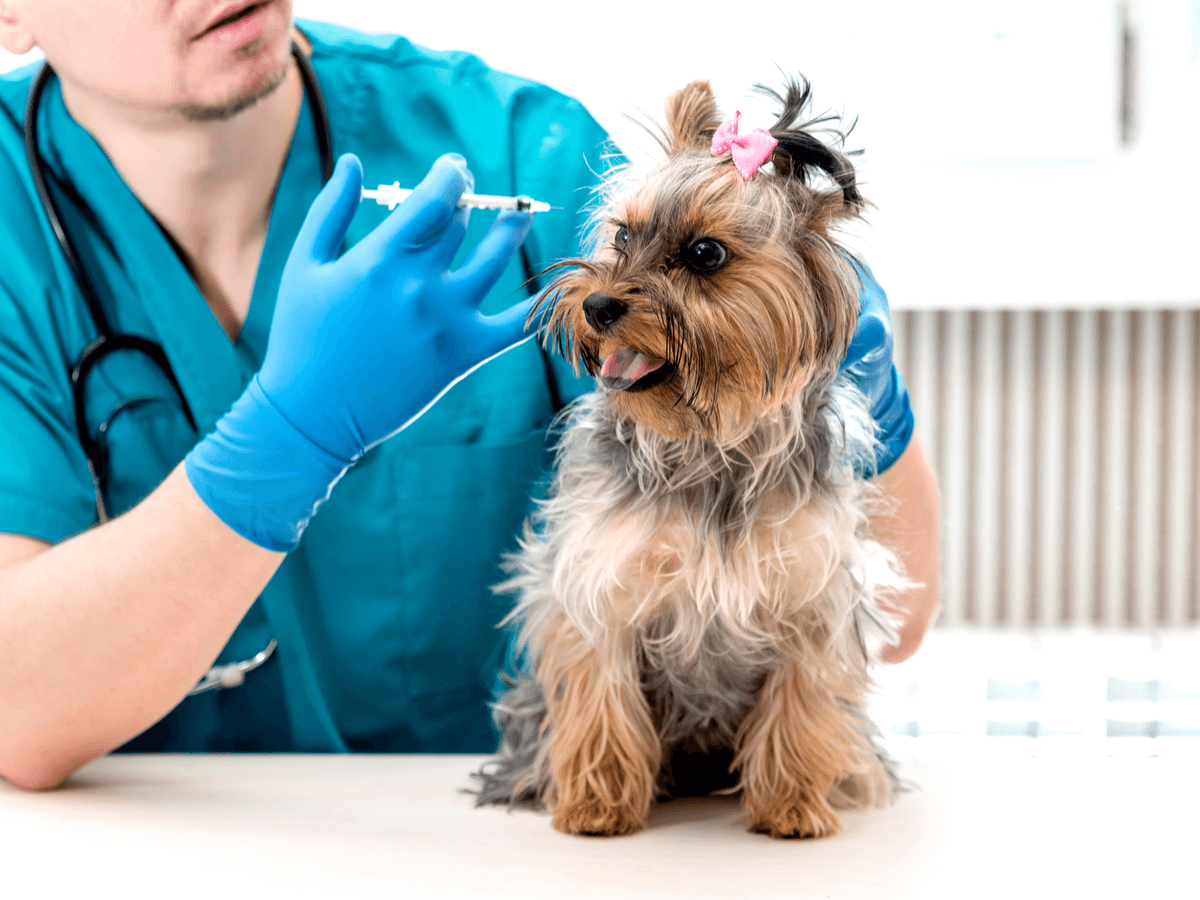 犬のワクチン接種時期や費用、狂犬病などその種類についてご紹介します！