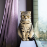 家猫はストレスが多い?家で猫を飼うための快適な環境の作りとストレスケア方法をご紹介