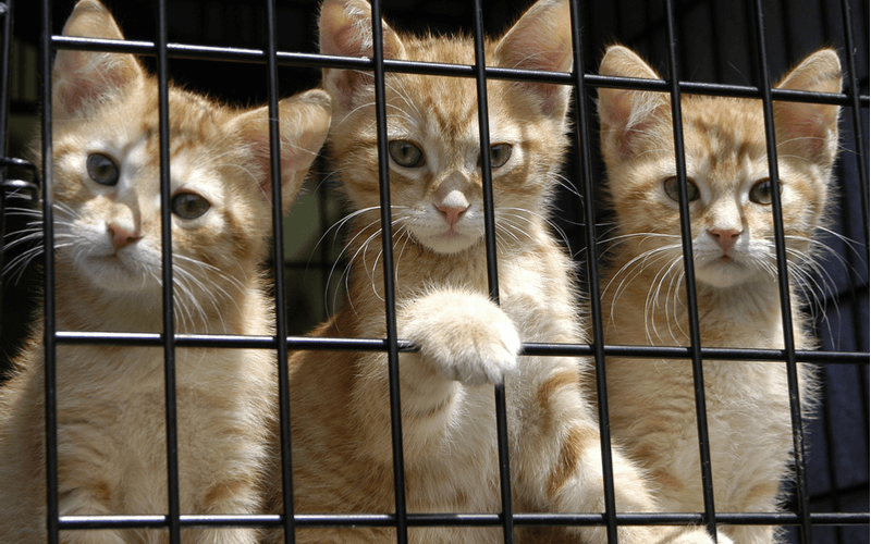 猫の保護施設　保護施設で行っていることはどんなこと？