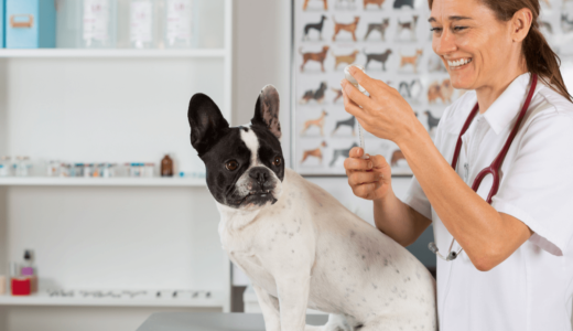 犬のワクチン接種時期や費用はどのくらいかかるの？病気予防をして愛犬と楽しく過ごそう！