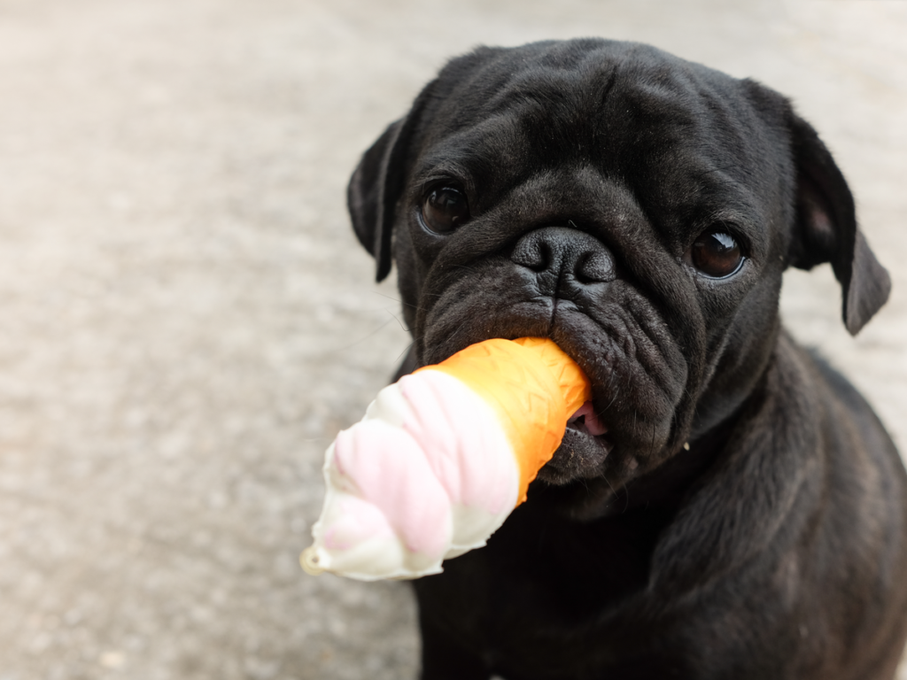 犬にアイスは大丈夫 注意点と正しい与え方について Poppet ポペット ペット大好き