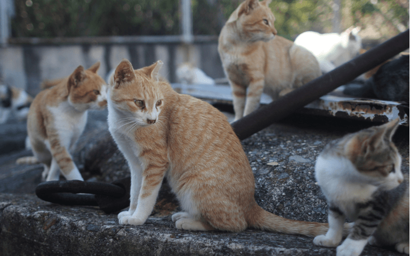 猫の楽園猫島！日本全国25つの猫島を徹底紹介！
