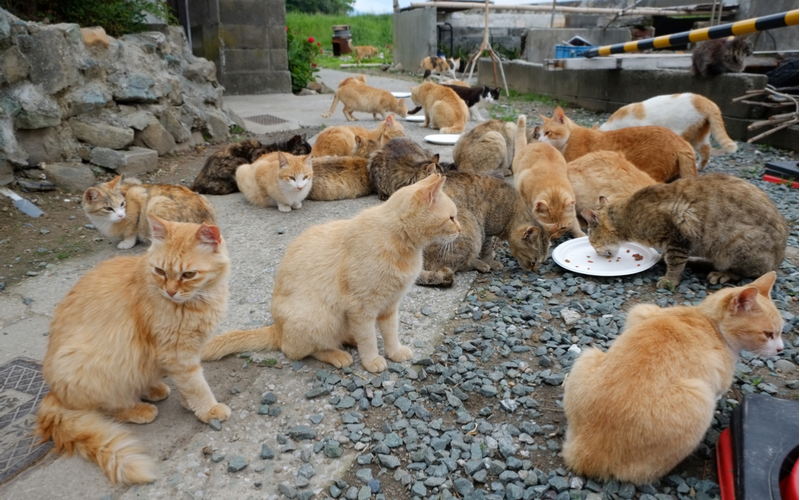 猫の楽園猫島！日本全国25つの猫島を徹底紹介！