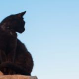 クールでミステリアスな黒猫の性格は?16種類の黒猫を紹介